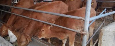 家畜飼養(yǎng)的情況，大多數(shù)企業(yè)都處于傳統(tǒng)粗放型的發(fā)展?fàn)顟B(tài)