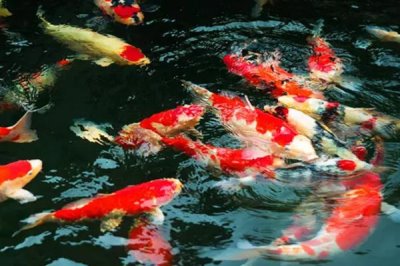 養(yǎng)錦鯉不打氧氣行嗎，魚池養(yǎng)錦鯉可以不用打氧