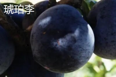 種李子用什么土比較好，用黑土比較好