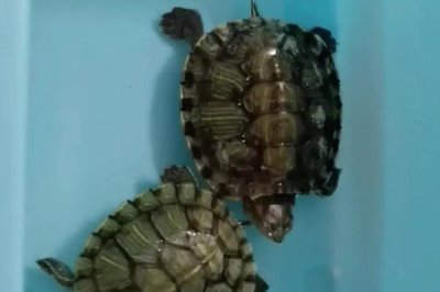 巴西龜冬眠期間如何飼養(yǎng)，放入容器中并覆蓋盆栽泥即可