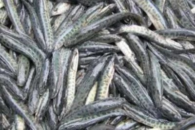 黑魚的養(yǎng)殖技術，要選擇健壯且無病蟲害的優(yōu)質魚苗