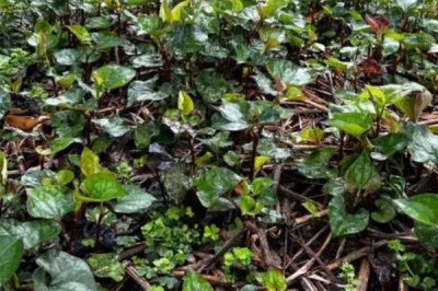 目前哪些野菜有種植前景，蘆蒿、莧菜、苦菜等品種均可種植