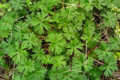 野老鸛草的發(fā)生特點，常生于田野中與植物爭奪水分養(yǎng)分