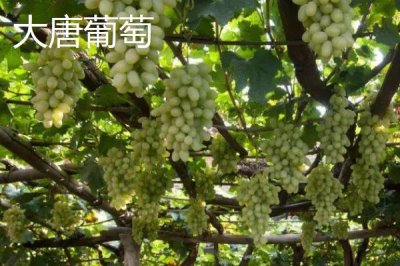 江蘇常州的特產(chǎn)，王莊西瓜是傳統(tǒng)農(nóng)產(chǎn)品