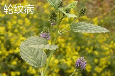 常見的補骨脂病害與防治方法，種植前對土壤消毒可降低發(fā)病率