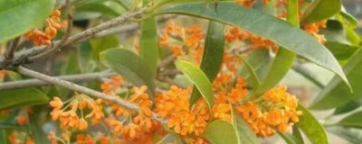 月月紅桂苗的價格，每株價格在5-20元左右