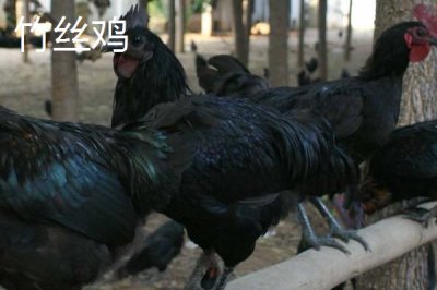 烏雞的產(chǎn)地，原產(chǎn)自江西省的泰和縣武山