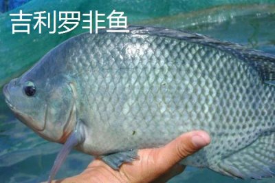 珍珠羅非魚的產(chǎn)地，原產(chǎn)于南非