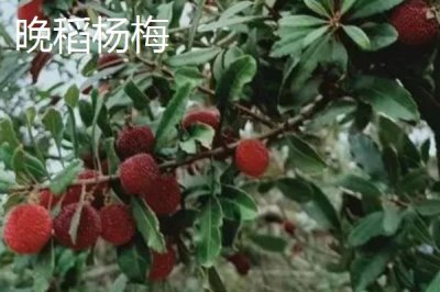 楊梅的優(yōu)良品種介紹，荸薺種楊梅在我國種植面積較大