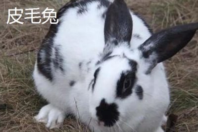 養(yǎng)殖兔子的方法，平時(shí)喂食要少量多餐