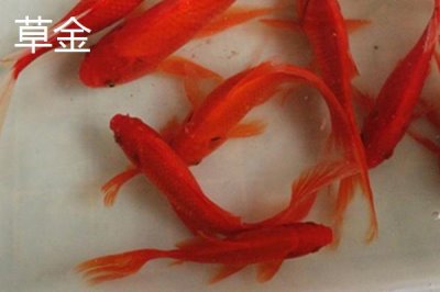 買金魚去哪里買，選擇正規(guī)的市場(chǎng)購(gòu)買較好