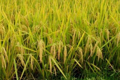 晶兩優(yōu)641水稻種子介紹，每畝插足基本苗6萬(wàn)以上