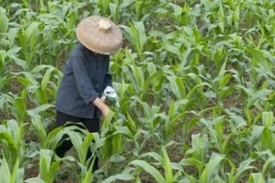 玉米施肥要點(diǎn)，追肥時(shí)應(yīng)主施氮肥