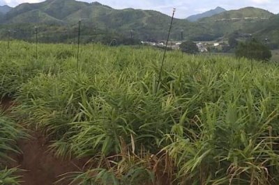如何預(yù)防生姜葉片發(fā)黃，種植期間要及時(shí)澆水施肥、揭除地膜