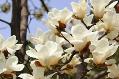 白玉蘭何時(shí)開(kāi)花，一般為3-5月份