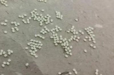 蠶卵的顏色變化順序，變化順序是淡黃色-玫瑰色-紫黑色