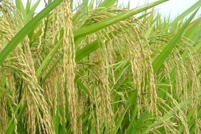 荃優(yōu)123水稻種子特點(diǎn)，秈型三系雜交水稻品種