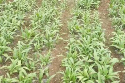 種植一畝白芨的成本，馴化苗的成本為15000元左右