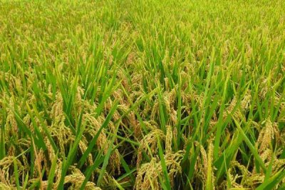 錦兩優(yōu)7810水稻種簡介，3月15～20日播種