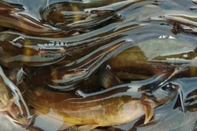 牛尾巴魚的產(chǎn)地，黃河流域和東北的江河分布較多