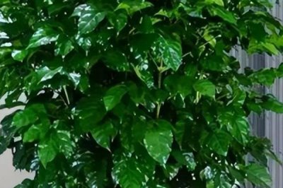 幸福樹掉枝的處理方式，可增加光照或適量補(bǔ)水等