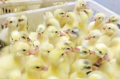 冬天怎么養(yǎng)殖雛鵝，育雛室的溫度要保持在28-30℃