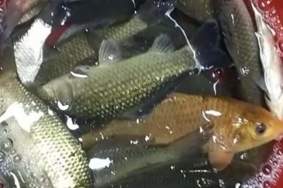 鯽魚的價(jià)格，一般10-15元一斤