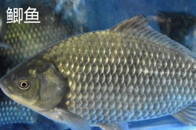 10號(hào)丸世鉤是否適合釣黃辣丁，專為垂釣黃辣丁等嘴巴寬大的魚種而設(shè)計(jì)