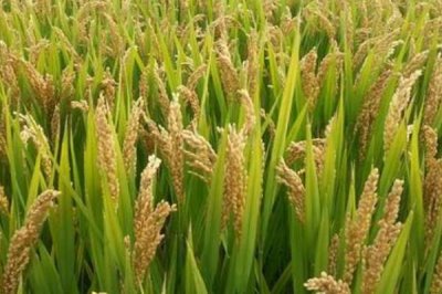 創(chuàng)兩優(yōu)965水稻品種的特性，每畝秧田播種量10千克
