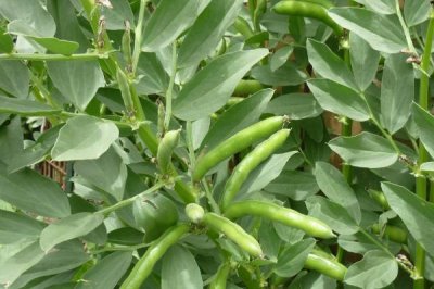 蠶豆的種植方法，播種后需及時(shí)灌溉