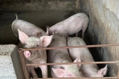小豬咬架怎樣處理，可以分圈飼養(yǎng)或足量投喂飼料等