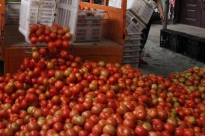 番茄的種植管理方法，一般是從整苗開始