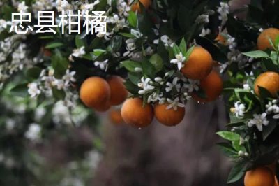 重慶市忠縣的特產(chǎn)，全國文明城市