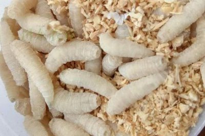 釣鯽魚如何避免小魚鬧窩，增加鉛墜的重量可避開小魚活動層