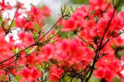 杜鵑花的寓意，寓意愛(ài)的喜悅、繁榮昌盛等