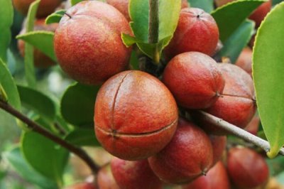 茶籽的價格，新鮮茶籽的批發(fā)價為8-12元左右/斤