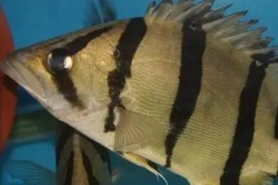 皇冠十二間虎魚好不好養(yǎng)，飼養(yǎng)難度不大