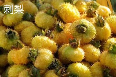 刺梨的產(chǎn)地，產(chǎn)地為云貴川