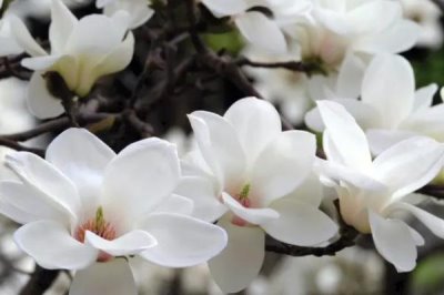 白玉蘭何時(shí)開(kāi)花，一般為3-5月份