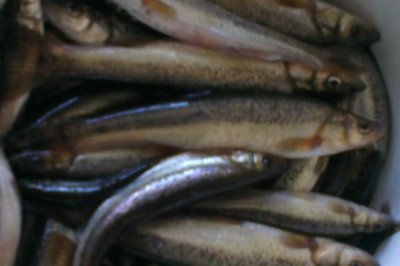 柳根魚的價格，實際售價因地區(qū)而異