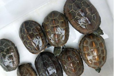 草龜一般吃什么，動物性飼料和植物性飼料通通都吃