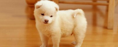 感染犬瘟熱的四類疾病類型，首先是呼吸道的疾病癥狀