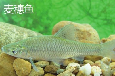 麥穗魚(yú)是什么魚(yú),是常見(jiàn)的小型淡水魚(yú)類(lèi)