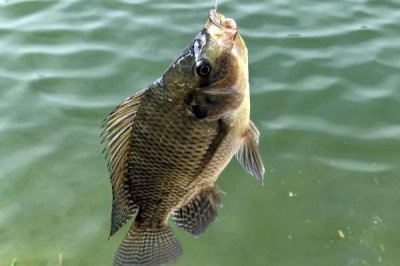 13號丸世鉤可以釣多大的鱸魚，合理搭配主線可釣獲1斤以上的魚類
