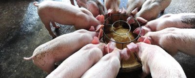 發(fā)酵飼料養(yǎng)豬的優(yōu)點(diǎn)，能促進(jìn)消化又能防治疾病