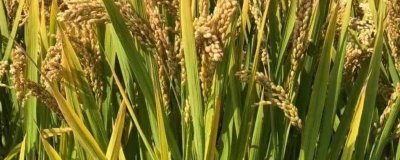 徽兩優(yōu)968水稻種子特點(diǎn)，中秈兩系雜交水稻品種
