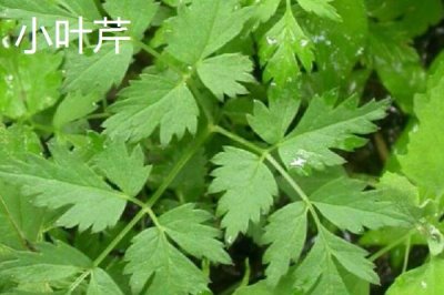 大葉芹和小葉芹有什么區(qū)別，前者屬于傘形科茴芹屬、后者屬于傘形科羊角芹屬