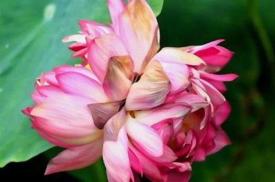 并蒂蓮的花語，寓意夫妻恩愛、兄弟和諧等