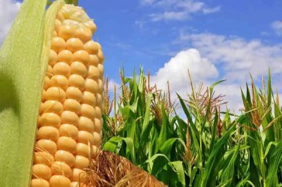 萊科黃糯828玉米種子簡介，適宜密度為每畝4500株左右