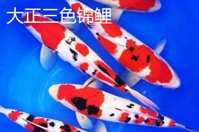 錦鯉魚吃什么食物，分為植物性飼料、動物性飼料、合成飼料
